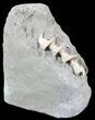 Archimedes Screw Bryozoan Fossil - Illinois #53351-2